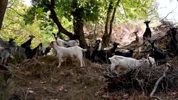 Vista Uma Manada Cabras Vista Naxos Grécia — Vídeo de Stock