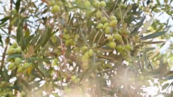 Primer Plano Las Aceitunas Olivo Con Lente Llamarada — Vídeos de Stock