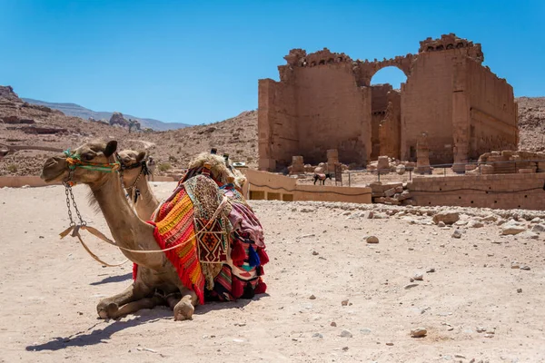 Camellos Descansando Frente Qasr Bint Petra Jordania —  Fotos de Stock