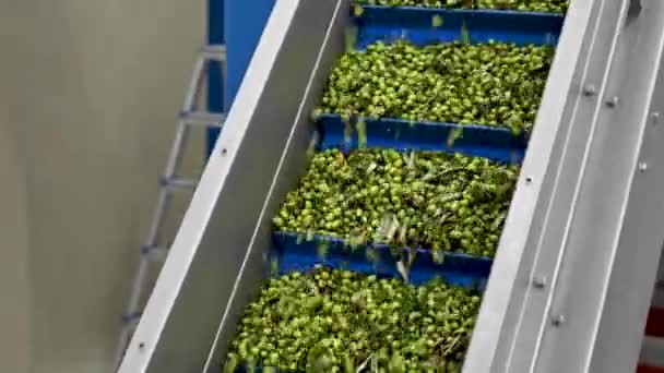 Lavado Máquina Aceitunas Para Producción Aceite Oliva Grecia — Vídeo de stock