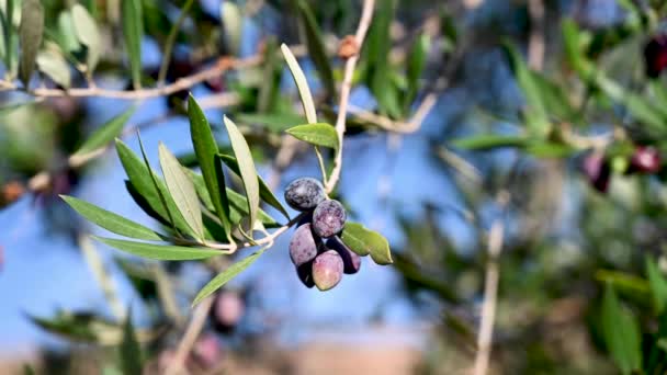 Primer Plano Aceitunas Olivo Grecia — Vídeos de Stock