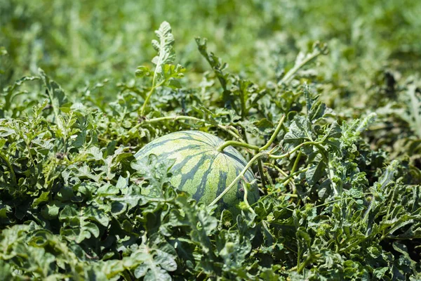 Close Growing Watermelon Sunlight Out Focus Background Selective Focus Growing Stockfoto