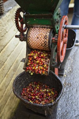 Ön işleme ve temizlik makineleri, Kolombiya fabrikasında Arap kahvesi meyveleri.