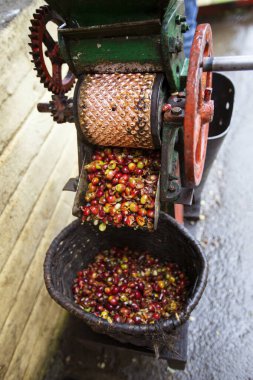Ön işleme ve temizlik makineleri, Kolombiya fabrikasında Arap kahvesi meyveleri.