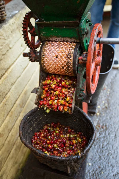 Ön işleme ve temizlik makineleri, Kolombiya fabrikasında Arap kahvesi meyveleri.