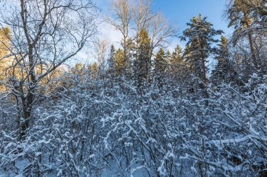 Muhteşem kış manzarası. Kışın karlı ağaçlar. Güzel bir kış geçmişi var. İsveç.