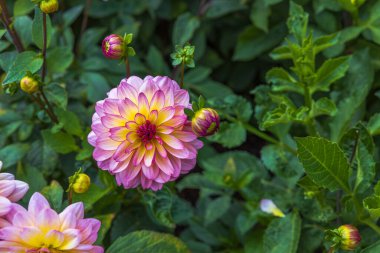 Yeşil arka planda pembe külçe Dahlia pinnata çiçeğinin güzel manzarası. Güzel doğa geçmişi. İsveç.