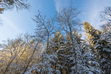 Mavi arka planda, karla kaplı ağaçların muhteşem manzarası. Güzel kış manzarası. İsveç.