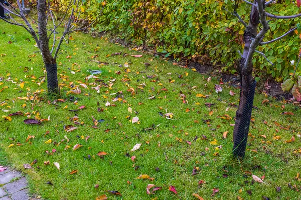 Belle Vue Sur Les Feuilles Tombées Sur Herbe Paysage Automne — Photo