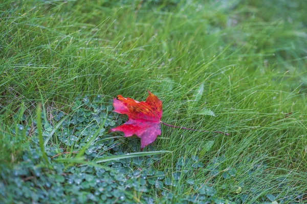 Prachtige Herfst Natuur Achtergrond Rood Gevallen Bladeren Groene Gras Achtergrond — Stockfoto