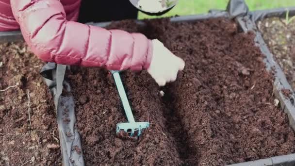 パレット襟の庭のベッドの上にニンニクを植える女性のビューを閉じます スウェーデン — ストック動画