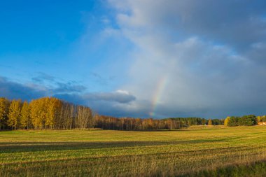 Muhteşem sonbahar renkleri manzara. Sarı tarla ve orman ağaçları. Mavi bulutlu mavi gökkuşağı. İsveç. 