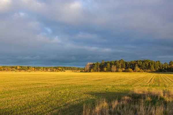 Erstaunliche Herbst Natur Landschaft Ansicht Gelbe Felder Auf Wolkenlosem Blauem — Stockfoto