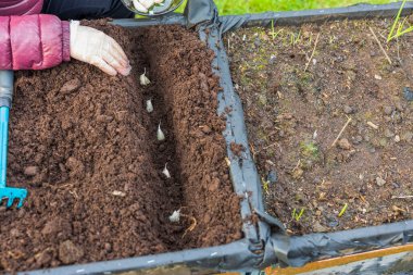 Palet yakalı bir kadın bahçe yatağına sarımsak yerleştiriyor. İsveç. 