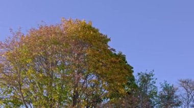 Güzel sonbahar rengarenk doğa manzarası. Mavi arka planda kırmızı sarı akçaağaç ağaçları. İsveç.