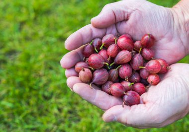 Kırmızı olgun bektaşi üzümünün, bulanık yeşil arka plandaki görüntüsü. İsveç. 