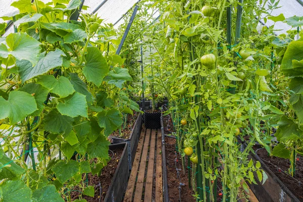 Vacker Utsikt Över Interiören Ett Växthus Med Gröna Tomater Och — Stockfoto