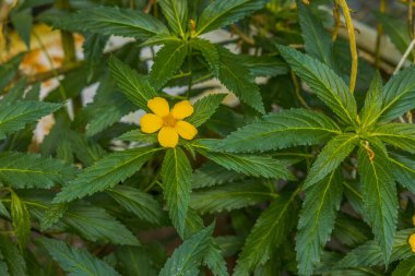 Turner Çiçek Fabrikası 'nın yakın görüntüsü. Güzel doğa geçmişi. İsveç.