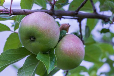 Elma ağacının yakın görüntüsü. Sağlıklı gıda konsepti. Güzel sonbahar doğa arka planı. İsveç.
