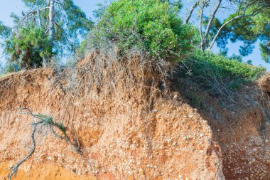 Güzel renkli doğa manzarası. Uçurum kırmızı toprak üzerinde ağaç kökleri ve mavi gökyüzü arka planında yeşil bitkiler. Yunanistan