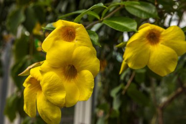 Sarı allamanda çiçeklerinin makro görüntüsünü kapat. Güzel doğa geçmişi. 