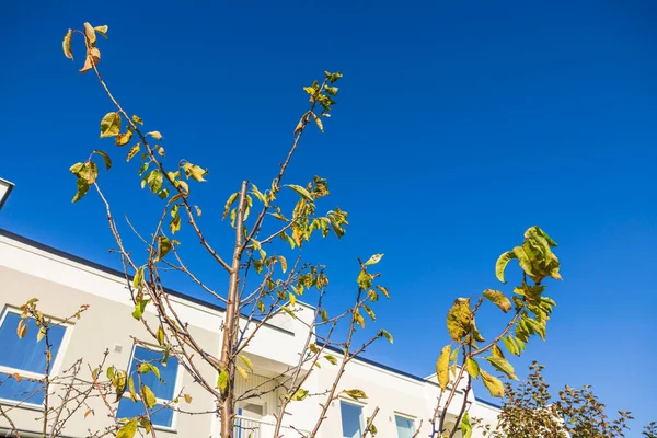 Muhteşem Sonbahar Doğası Sarı Yaprakların Arasından Mavi Gökyüzü Sveç — Stok fotoğraf