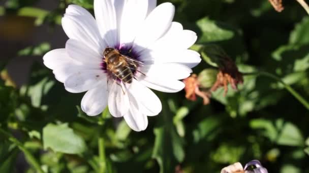 白花上蜜蜂的近景 美丽的背景 — 图库视频影像