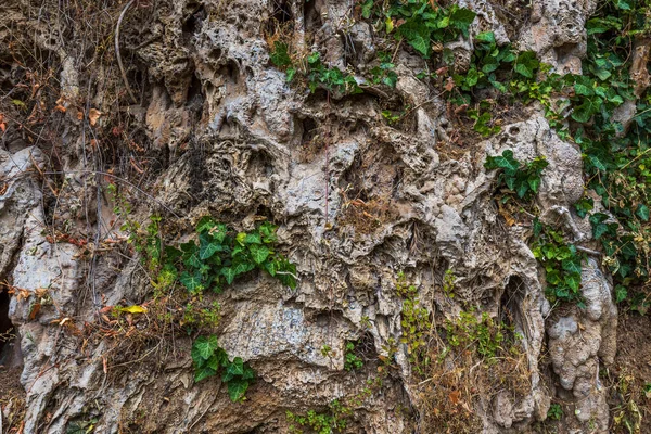 Όμορφη Θέα Των Πράσινων Φυτών Βραχώδη Βράχο Φυσικό Περιβάλλον Ομορφιάς — Φωτογραφία Αρχείου