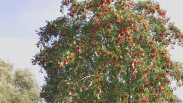 青空を背景に赤い果実でいっぱいのローワンの木の美しい景色 スウェーデン — ストック動画