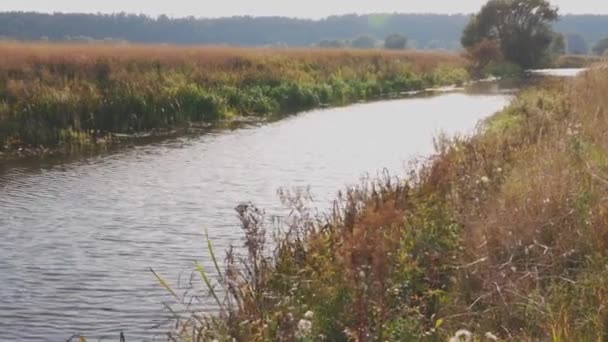 Прекрасний Осінній Краєвид Маленька Річка Вздовж Поля Зливається Блакитним Небом — стокове відео