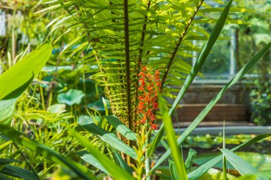 Zencefil familyası Zingiberaceae 'deki hedychium coccineum bitkisinin çiçeklerine yakından bakın. İsveç.