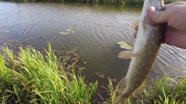 Pike 'ı nehre salan adam. İsveç. 