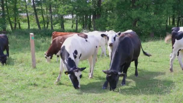 Piękny Widok Grupę Krów Polu Piękny Letni Dzień Koncepcja Zwierząt — Wideo stockowe