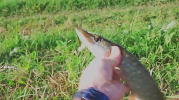 Pescador Liberta Lúcio Capturado Volta Rio Suécia — Vídeo de Stock