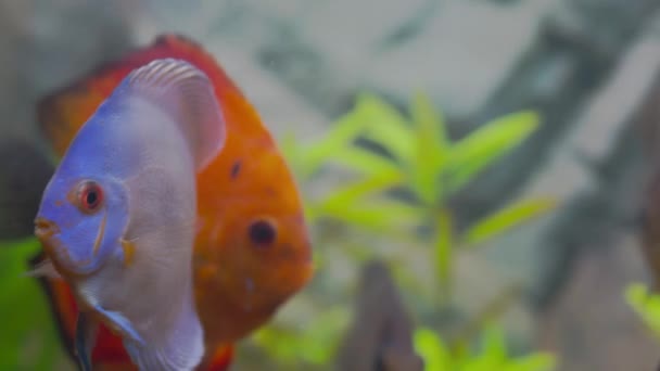 Vacker Utsikt Över Underbara Röda Melon Diskus Akvarium Fisk Hobbykoncept — Stockvideo