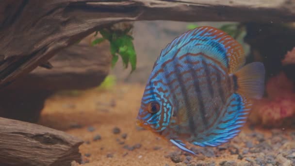 Вигляд Чудового Тигра Leopard Discus Aquarium Fish Концепція Хобі Швеція — стокове відео