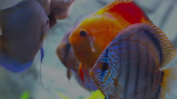 Close View Male Hand Feeding Discus Fishes Raw Milked Fish — Αρχείο Βίντεο