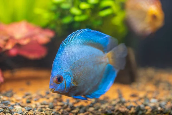 青いダイヤモンドディスク水族館魚の美しい景色を隔離しました 趣味の概念 スウェーデン — ストック写真