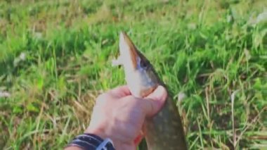 Sıcak bir sonbahar gününde yakalanan bir turnabalığı yakından izle. İsveç.