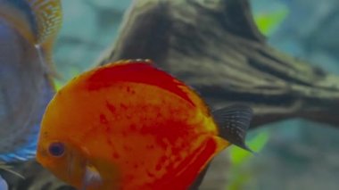 Güzel bir kavun diski akvaryum balığı manzarası. Hobi konsepti. İsveç.