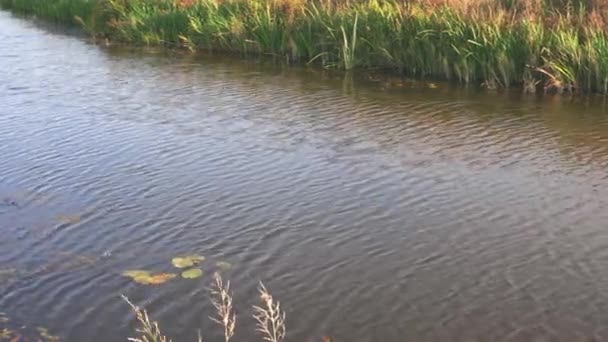Чудовий Краєвид Природи Зелені Рослини Узбережжі Річки Теплий Осінній День — стокове відео