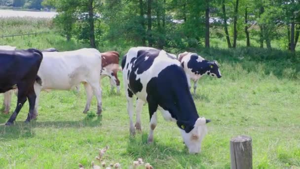 Hermosa Vista Del Grupo Vacas Campo Hermoso Día Verano Concepto — Vídeos de Stock