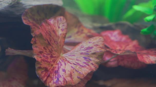 Belle Vue Sur Nymphée Colorée Dans Aquarium Beaux Milieux Naturels — Video