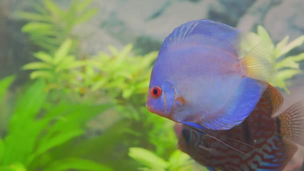 Schöne Aussicht Auf Blaue Diamant Diskus Aquarienfische Isoliert Hobby Konzept — Stockvideo