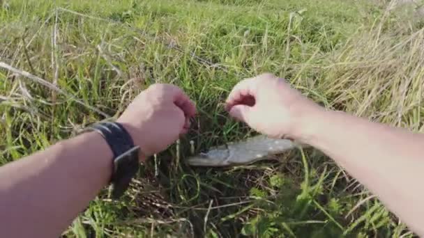 Fisherman Frees Caught Pike Jig Bait Releases Caught Pike Back — Stock Video