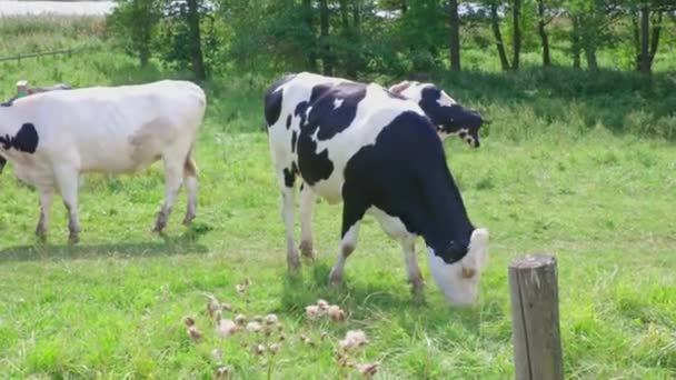 Schöne Aussicht Auf Eine Gruppe Kühe Auf Dem Feld Einem — Stockvideo