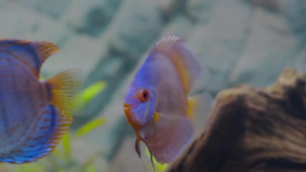 Hermosa Vista Diamante Azul Discus Peces Acuario Aislados Concepto Hobby — Vídeo de stock