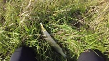 Yeşil çimen arka planında yakalanan Pike 'ın yakaladığı insan özgürlüğüne yakından bakın. İsveç.