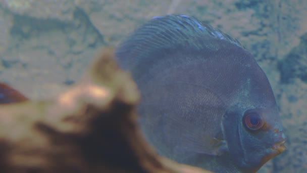 Prachtig Uitzicht Blauwe Diamant Discus Aquarium Vissen Geïsoleerd Hobby Concept — Stockvideo