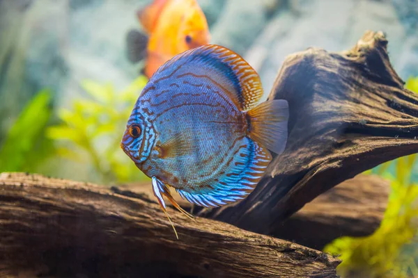豪華なトラトルコ人のディスコ水族館の魚のビューを閉じます 趣味の概念 スウェーデン — ストック写真